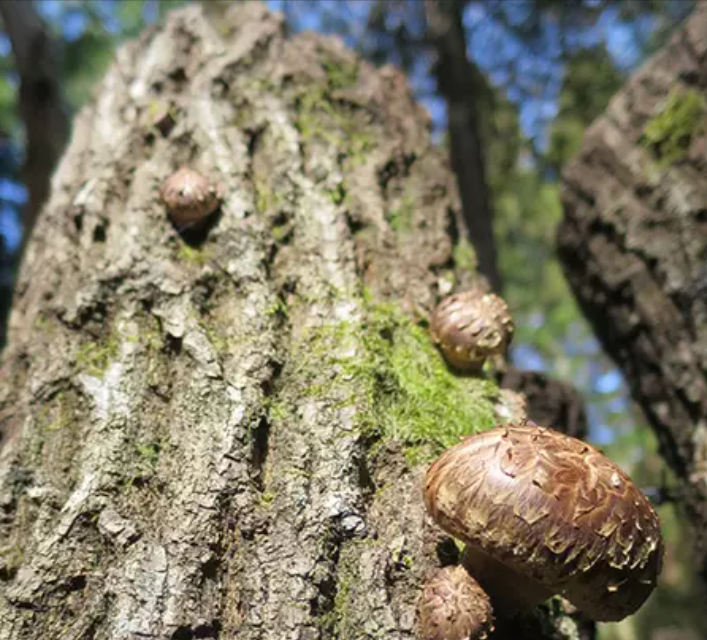 KinoKo Shiitake on Logs