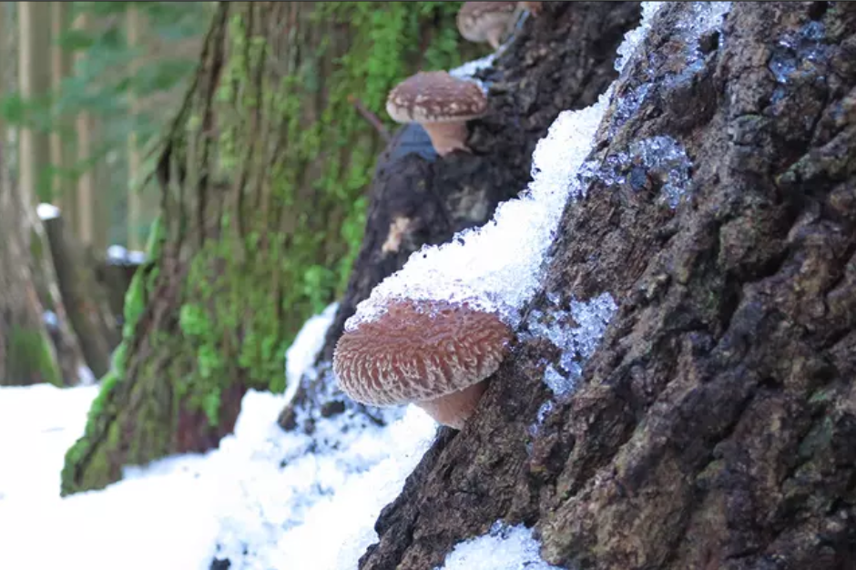 KinoKo Shiitake in Winter