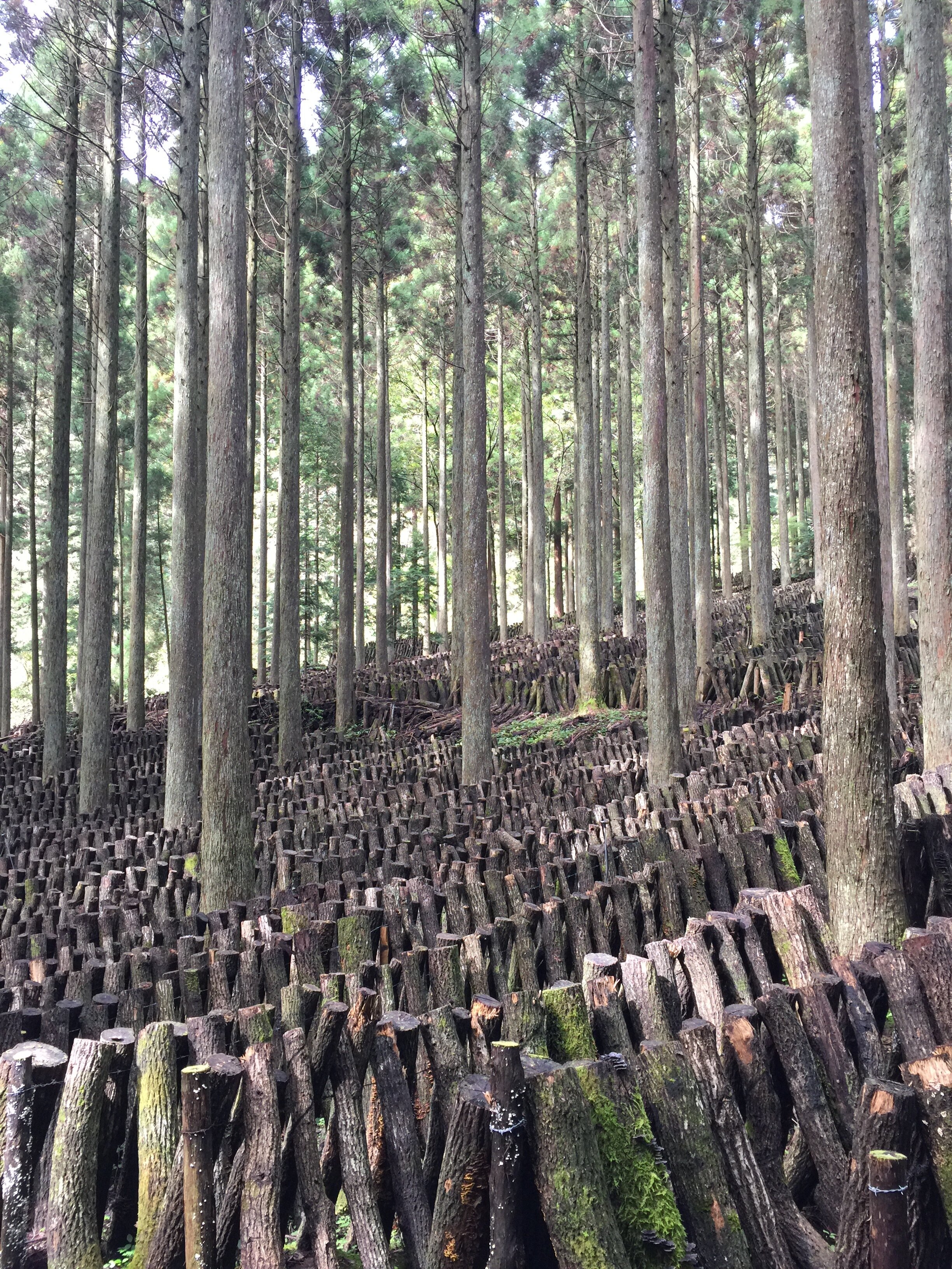 KinoKo Forest Grove
