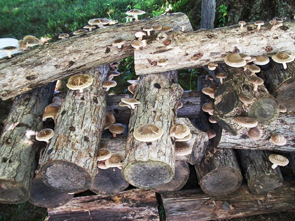 KinoKo Mushroom Forest grown Shiitake in bamboo forest