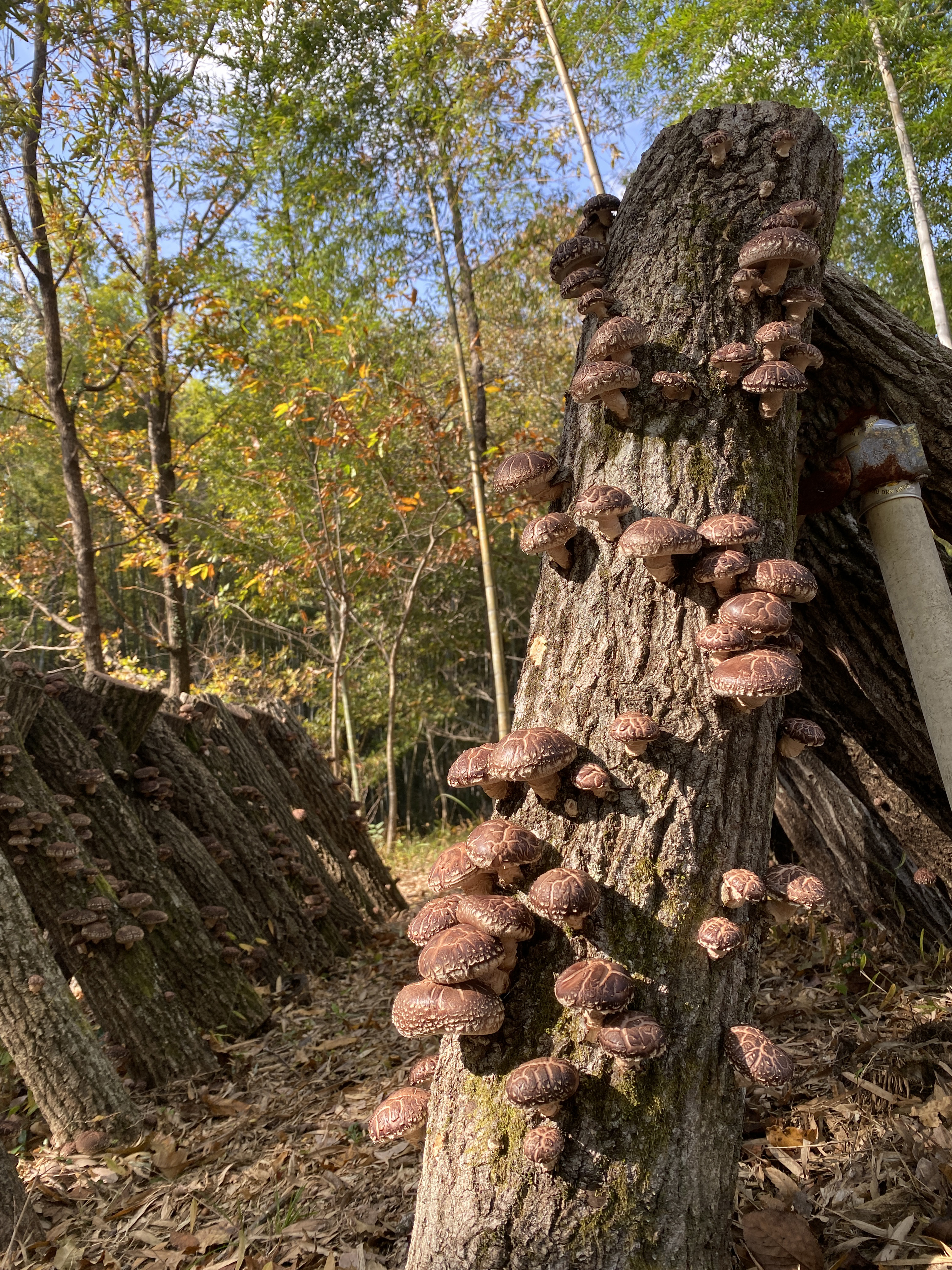 KinoKo Mushroom on Sweet Sap Oak logs